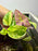 * Plants* Plant Floater & Plants #05