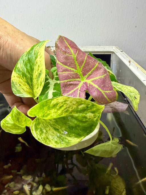 * Plants* Plant Floater & Plants #05