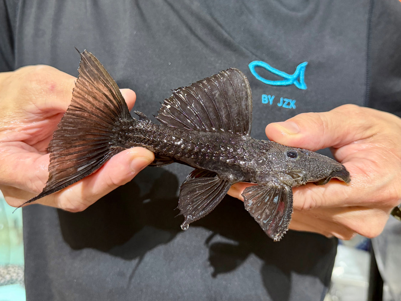 * Pleco *  L320 Pseudacanthicus sp. (Clouded cactus pleco) 18-20cm *RARE*