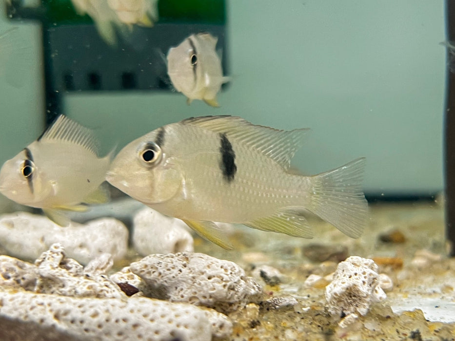 * Cichlids * Guianacara owroewefi 5-6cm