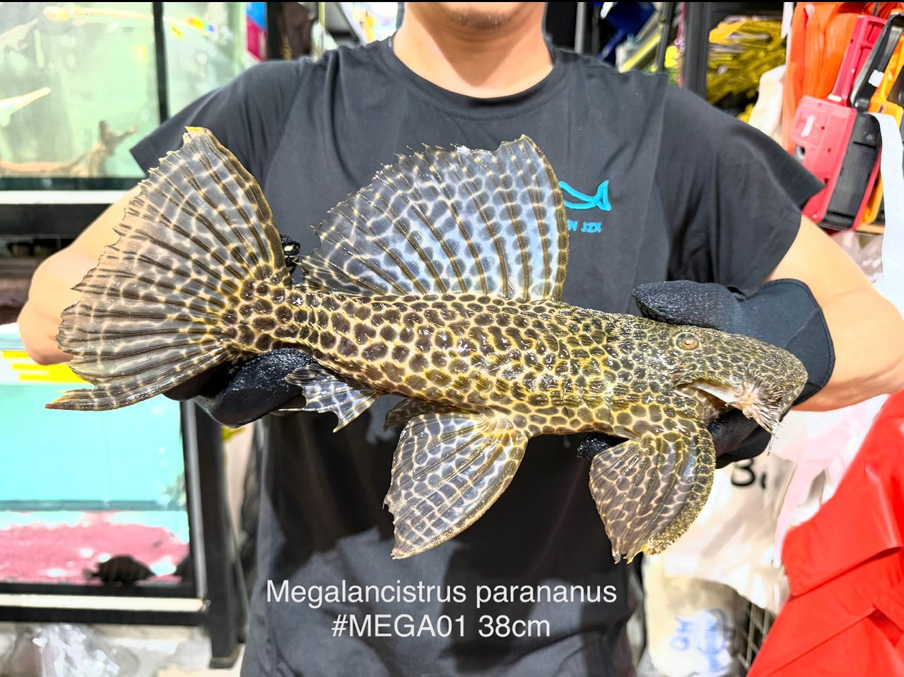* Pleco *  Megalancistrus parananus #MEGA01 38cm (Actual piece)
