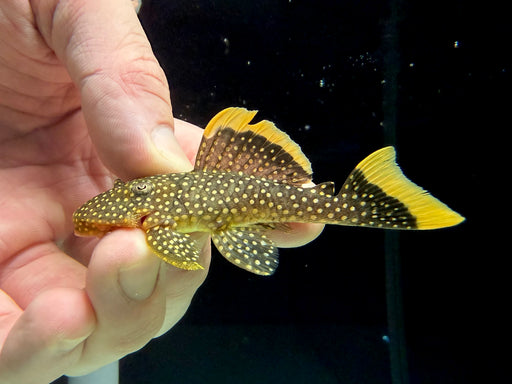 * Pleco * L85 Golden Nugget (Nice thick yellow seams!) 6-8cm