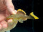 * Pleco * L85 Golden Nugget (Nice thick yellow seams!) 6-8cm