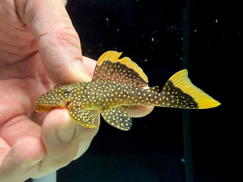 * Pleco * L85 Golden Nugget (Nice thick yellow seams!) 6-8cm