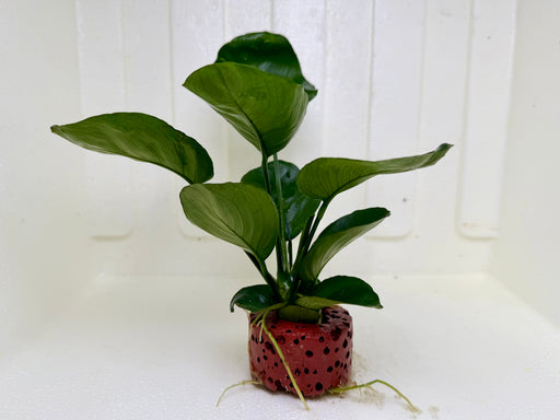 * Plants * Anubias Nana on Rock #49