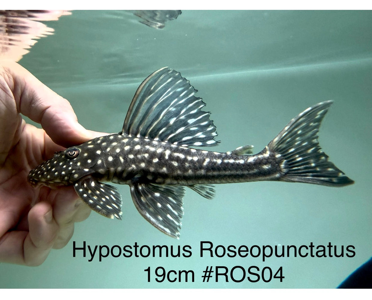 * Pleco *  Hypostomus Roseopunctatus 19cm #ROS04 (Actual piece)