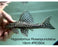 * Pleco *  Hypostomus Roseopunctatus 19cm #ROS04 (Actual piece)
