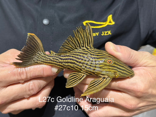* Pleco *  Panaque armbrusteri (L27C Araguaia GOLDLINE) 15cm #27c10 (Actual piece)