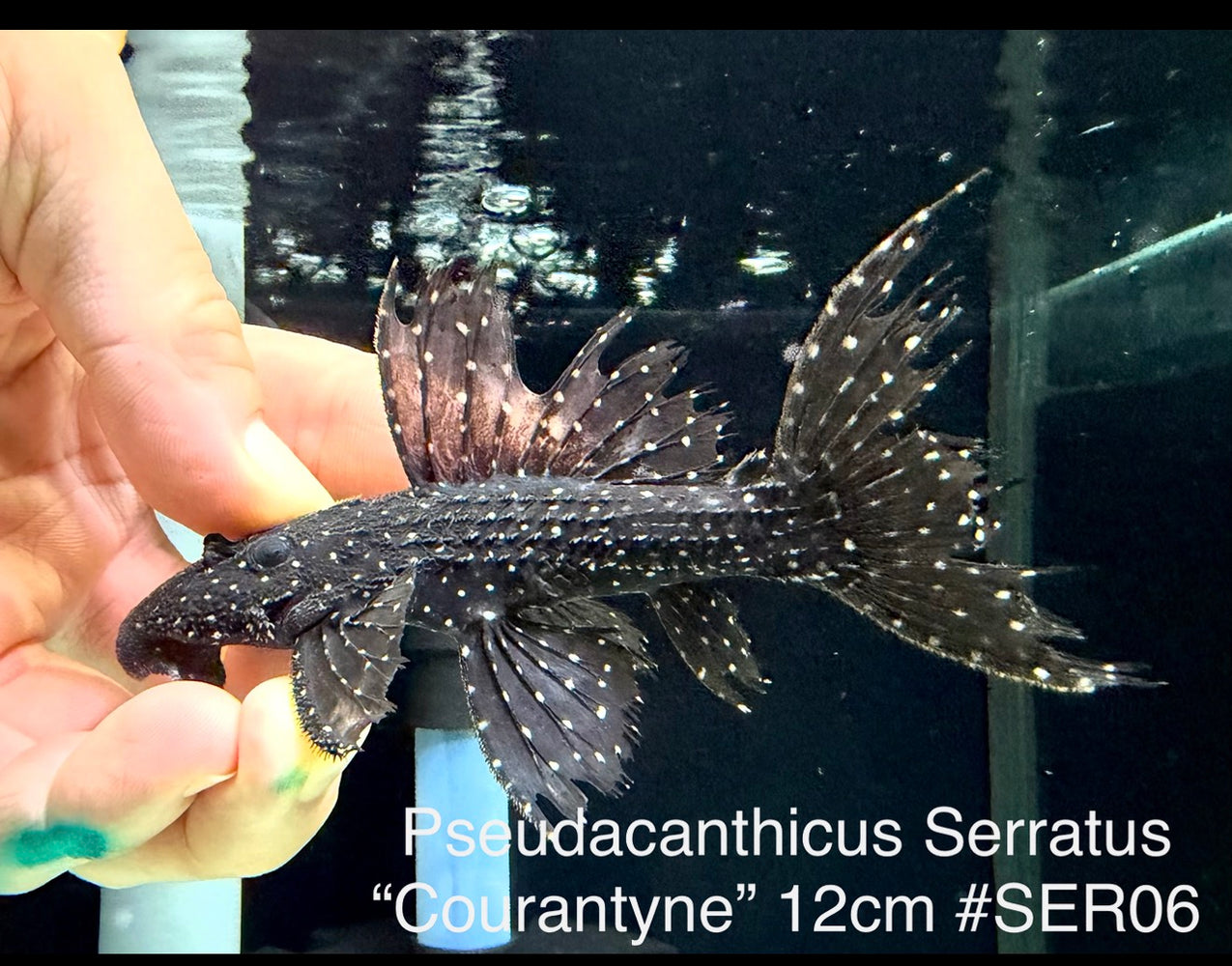 * Pleco * Pseudacanthicus Serratus “Courantyne” 12cm #SER06 (Actual Piece)