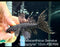 * Pleco * Pseudacanthicus Serratus “Courantyne” 12cm #SER06 (Actual Piece)