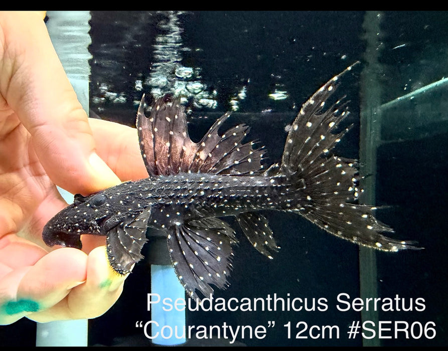 * Pleco * Pseudacanthicus Serratus “Courantyne” 12cm #SER06 (Actual Piece)