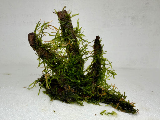 * Plants * Java Moss on Spiderwood #09