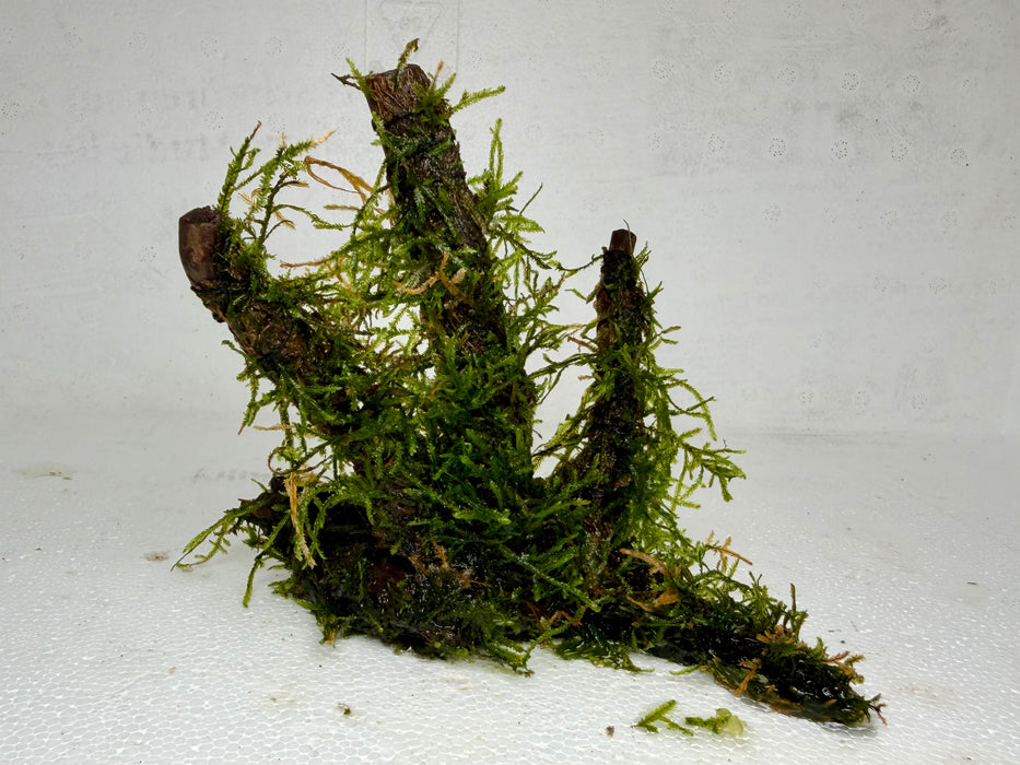 * Plants * Java Moss on Spiderwood #09