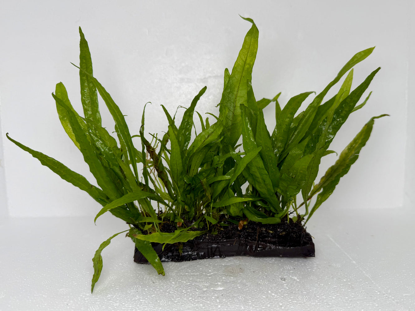* Plants* Java Fern On Wood (M) #JFWM