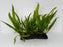 * Plants* Java Fern On Wood (M) #JFWM