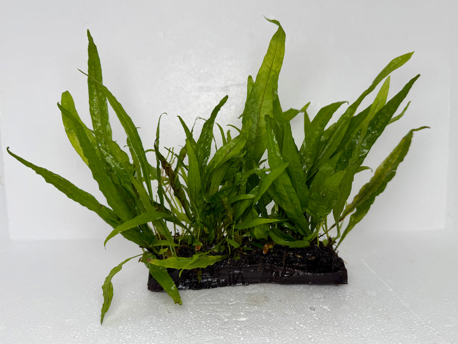 * Plants* Java Fern On Wood (M) #JFWM