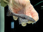 * Pleco *  Pseudacanthicus hystrix (L275 Tailstriped Cactus Pleco) 11cm #27506 (Actual piece)