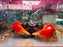 * Shrimps * Discoplax Magna (Red Armed Giant Land Crab)