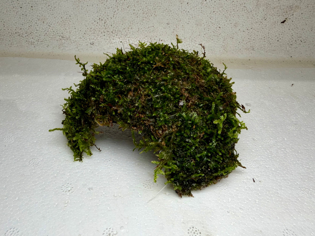* Plants* Christmas Moss on Coconut(Round) #XMCR