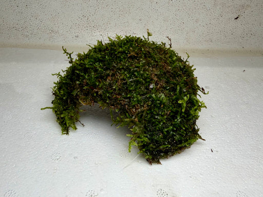 * Plants* Christmas Moss on Coconut(Round) #XMCR