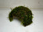 * Plants* Christmas Moss on Coconut(Round) #XMCR