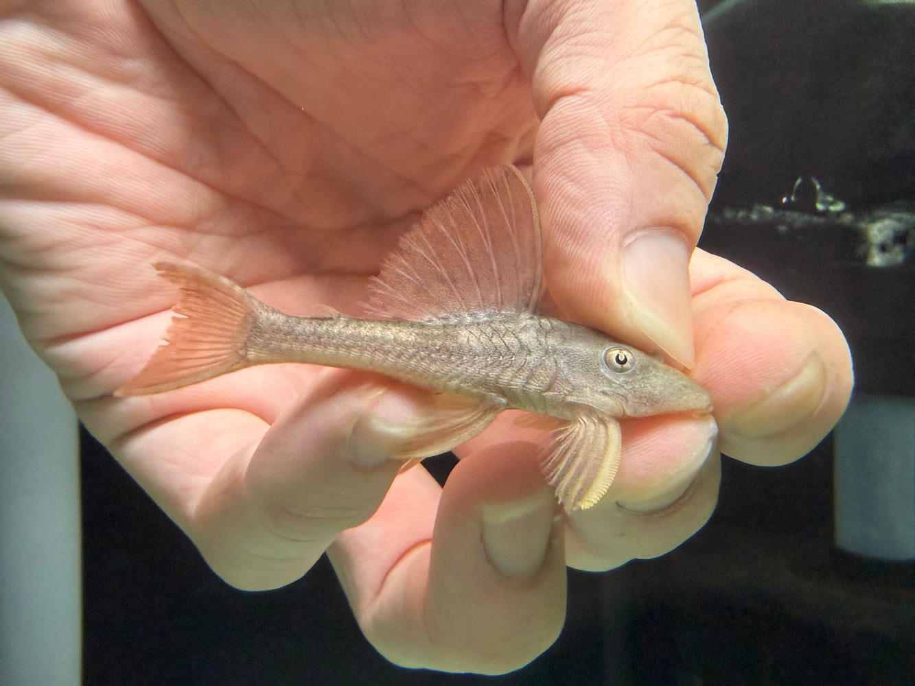 * Pleco *  L137 (Blue-eyed Red Fin Pleco) 6-8cm