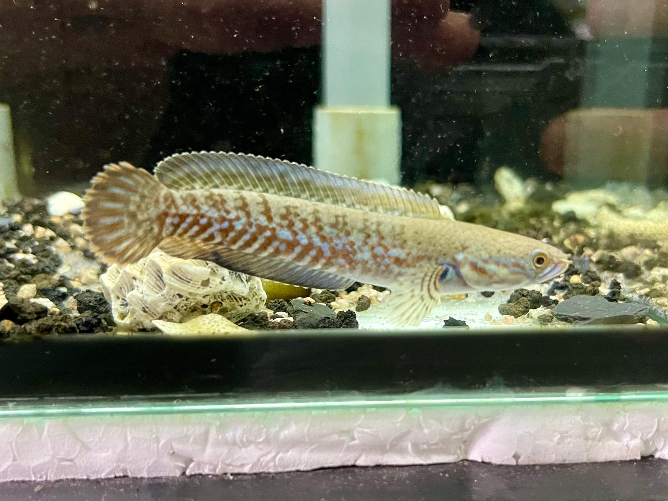 * Channa * Channa Andrao RED 6-8cm