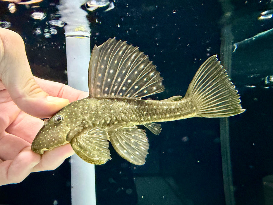 * Pleco *  Hypostomus Luteus Phase 0 (16-18cm)