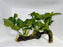 * Plants* Anubias Nana on Spiderwood #120