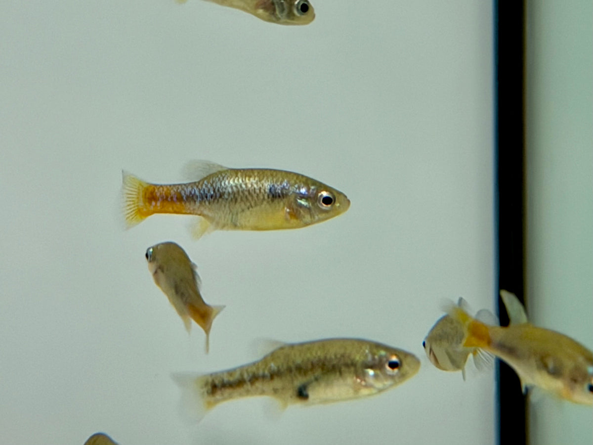 Blue Goodeids * Livebearers * Xenotoca Eiseni *RARE* (Redtail Goodeid) 3-4cm — jzxonline