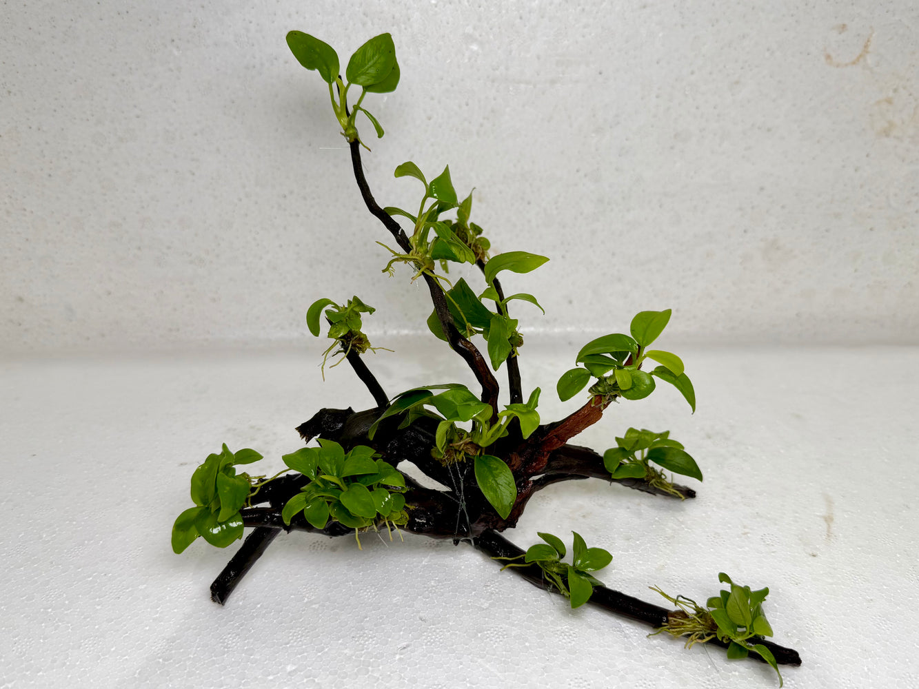 * Plants* Anubias Golden Nana Bonsai #10