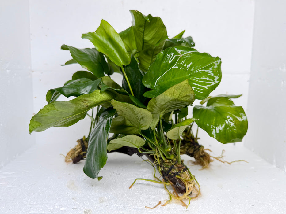 * Plants* Anubias Nana on Spiderwood #125
