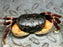 * Shrimps * Tuerkayana Hirtipes (Pacific Land Crab)