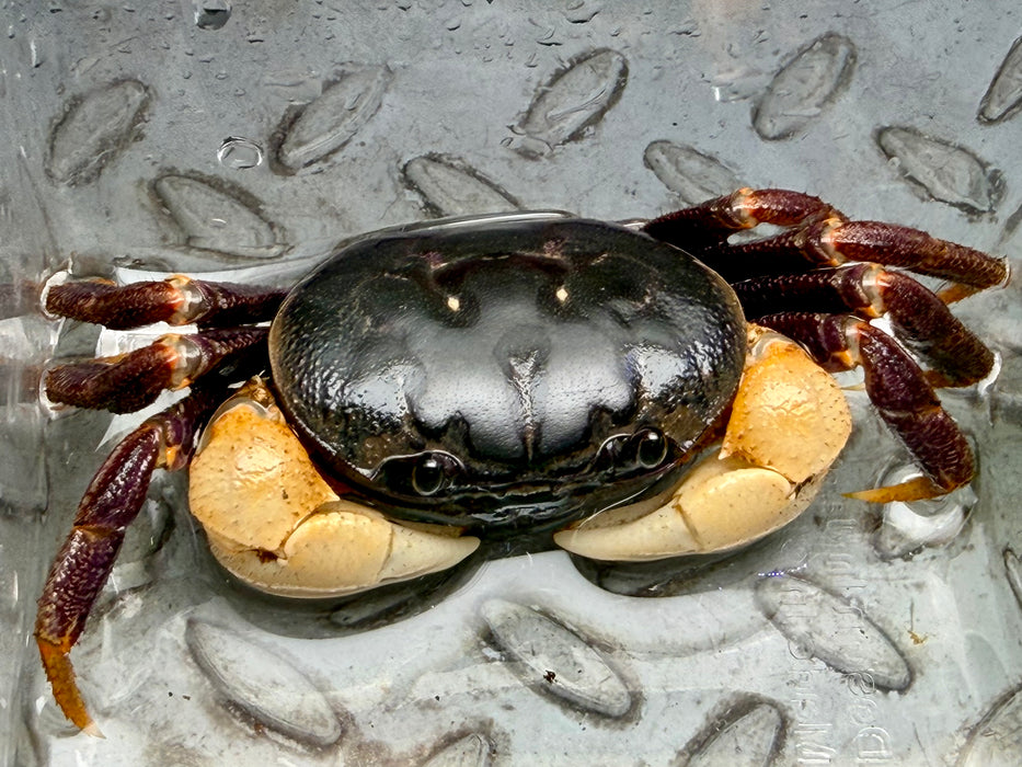 * Shrimps * Tuerkayana Hirtipes (Pacific Land Crab)