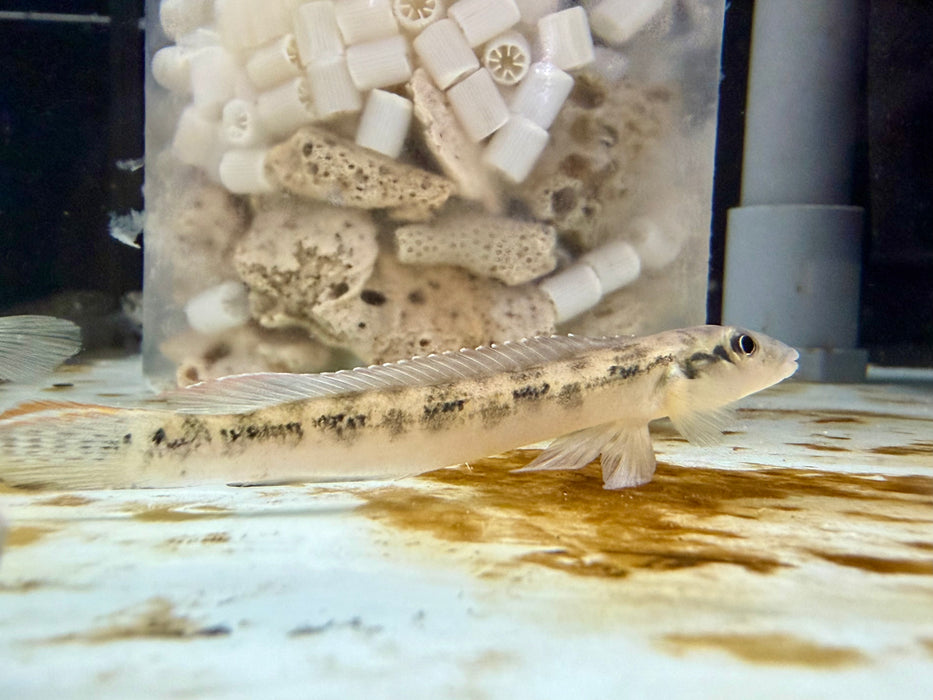 * Cichlid *  Teleocichla sp. Tocantins (8-10cm)