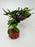 * Plants * Anubias Petite Nana Bonsai #176