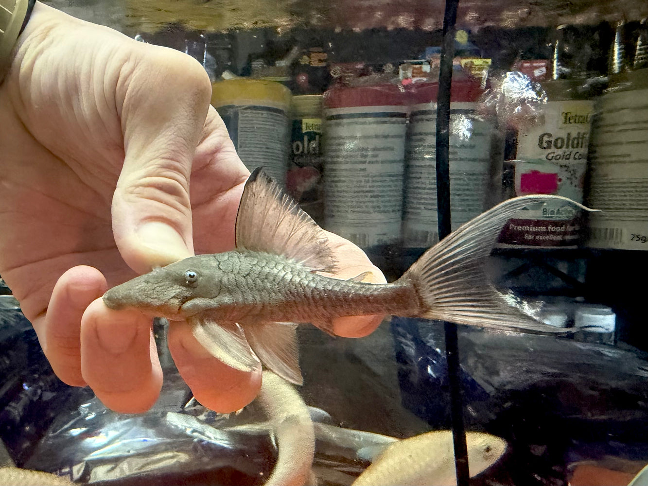 * Pleco *  Blue Eye Cochlidon (BEC) 11cm #Bec13 (Actual piece)