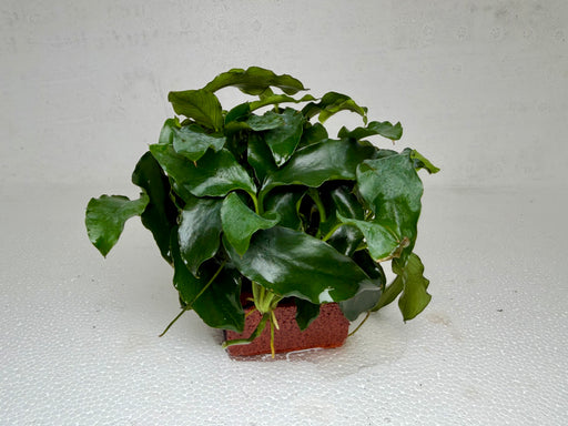 * Plants * Anubias Nana on Rock #32
