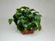 * Plants * Anubias Nana on Rock #32