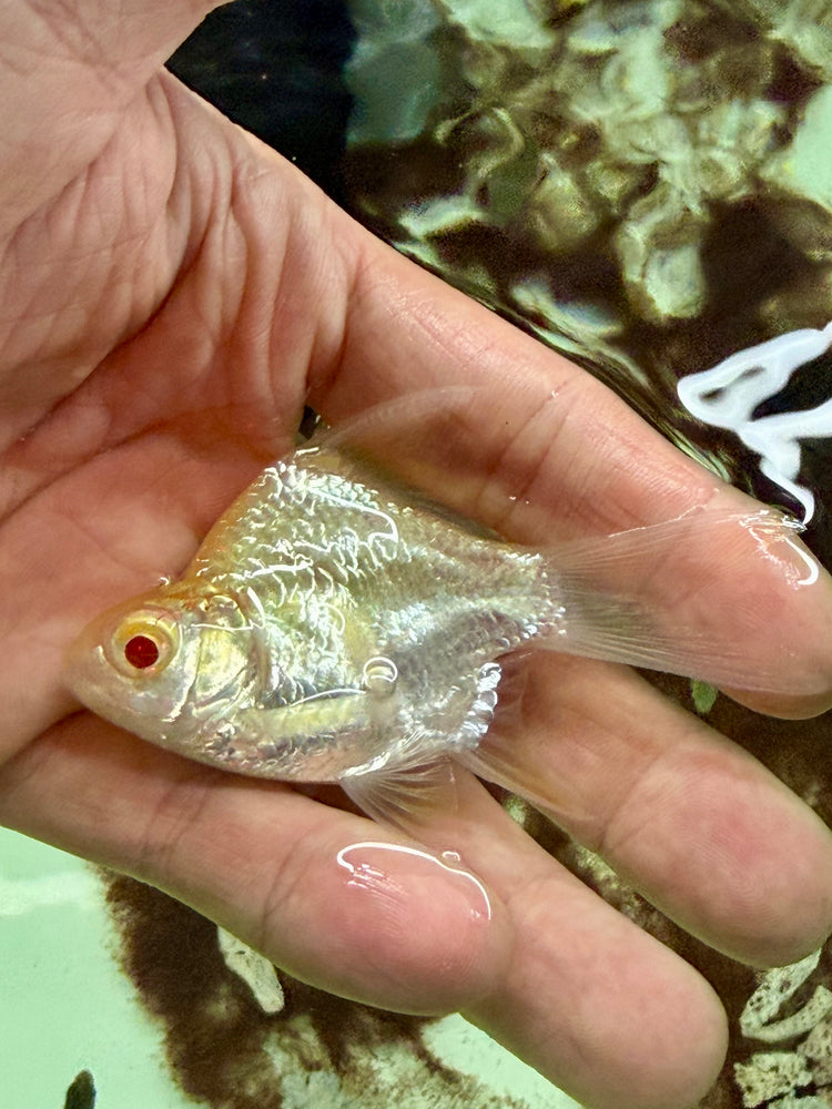 * Other Species * Balloon Albino Tin Foil Barb (TFB) 6-8cm