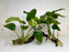 * Plants * Anubias Nana on Spiderwood #172