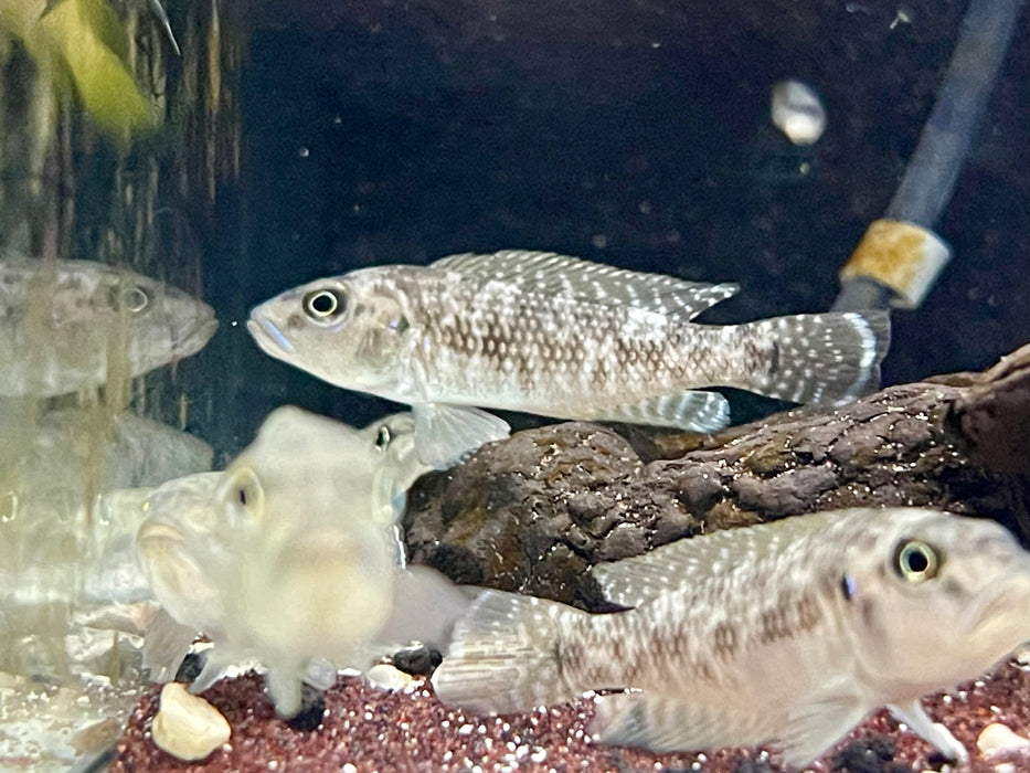 * Cichlids *  Lamprologus callipterus (Giant shell dweller) 5-6cm