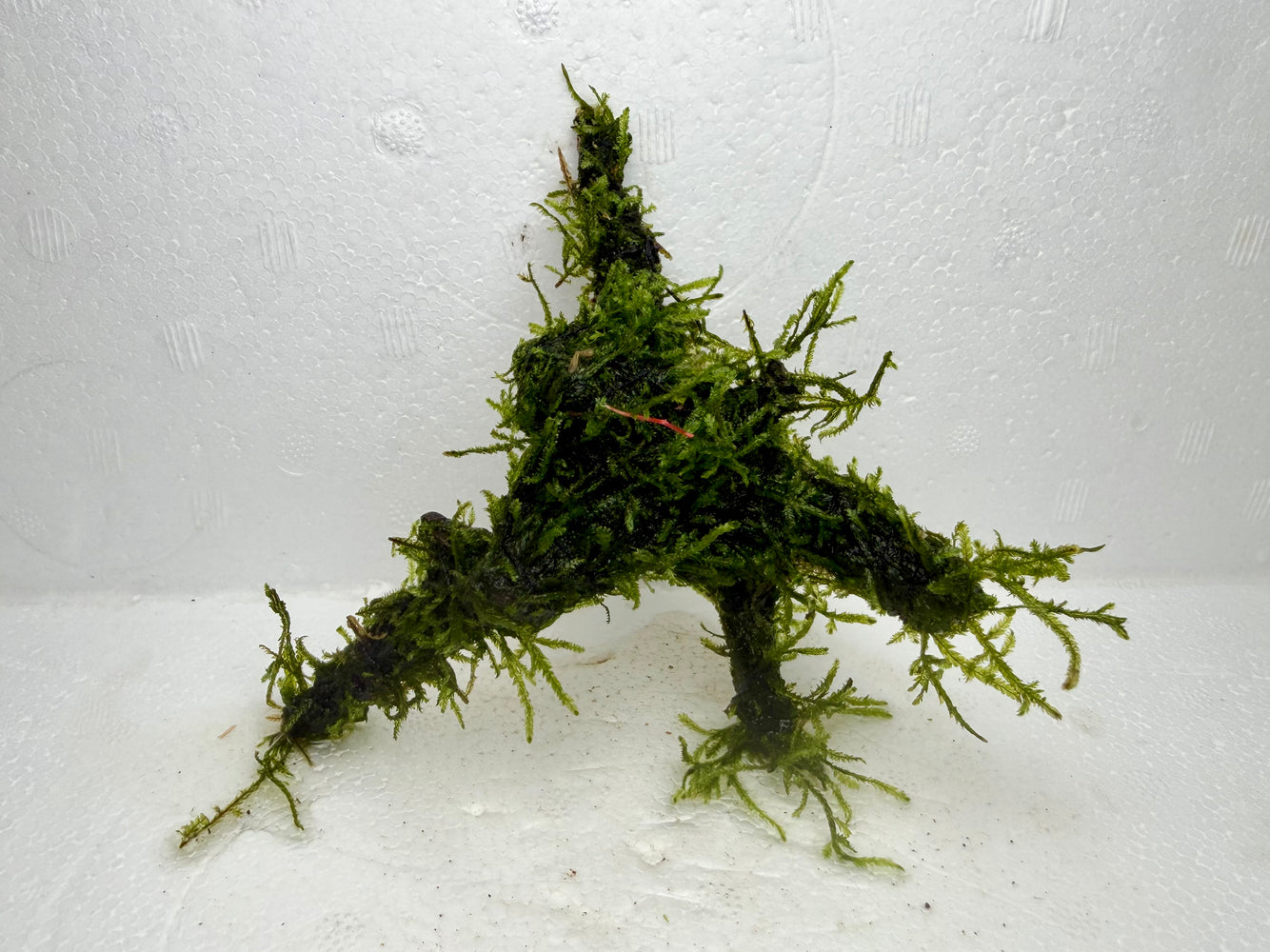 * Plants* Java Moss on Spiderwood #02