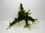 * Plants* Java Moss on Spiderwood #02
