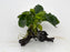 * Plants* Anubias Coin Nana on Spiderwood #93