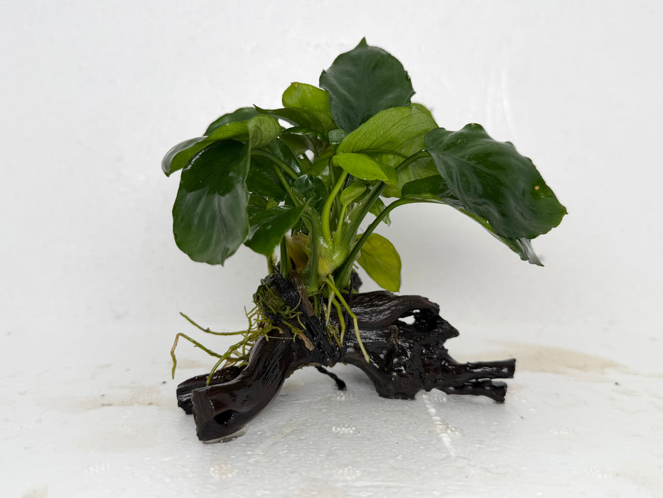 * Plants* Anubias Coin Nana on Spiderwood #93