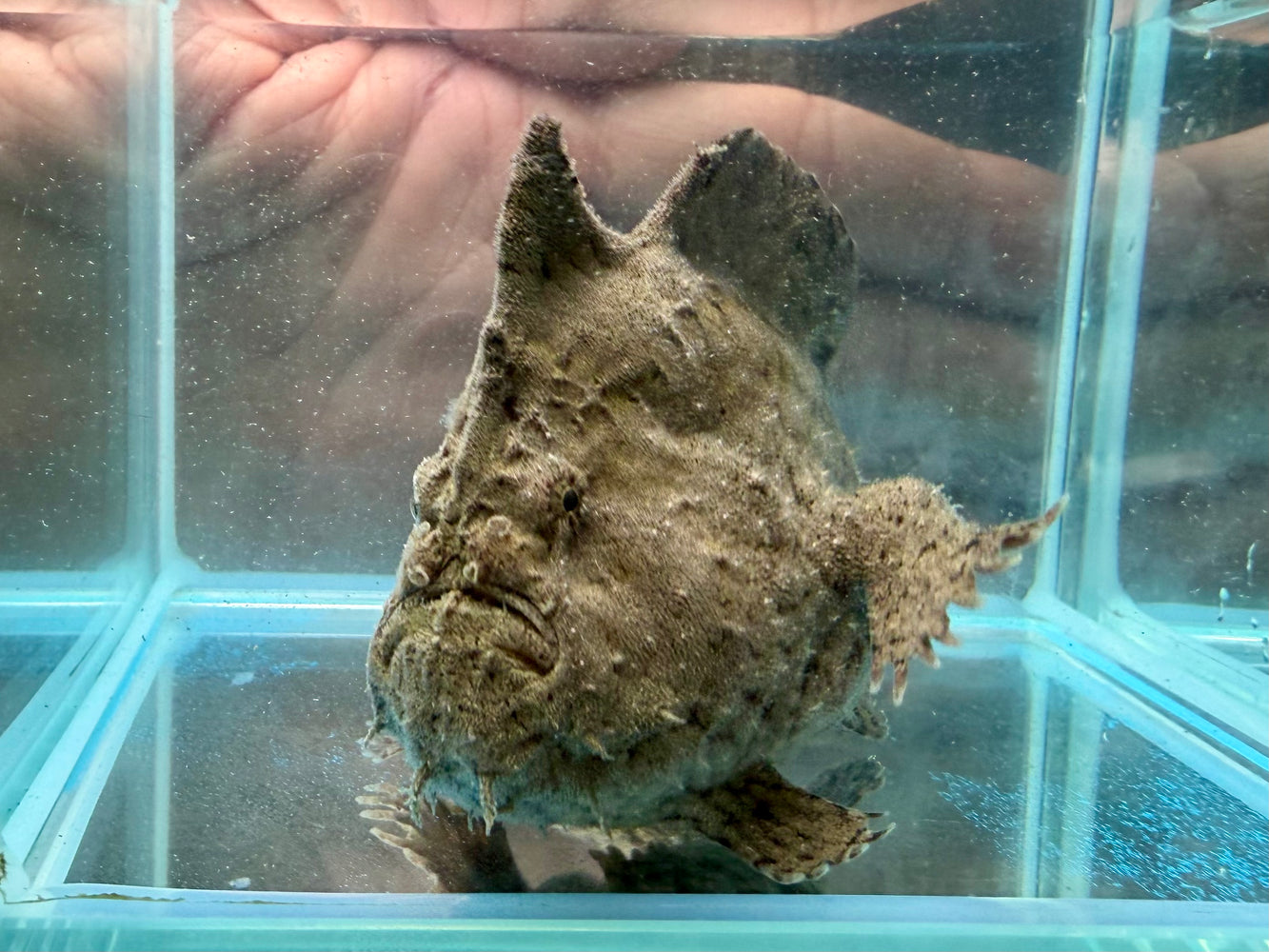 * Other Species * Antennarius Biocellatus (Freshwater Frogfish)