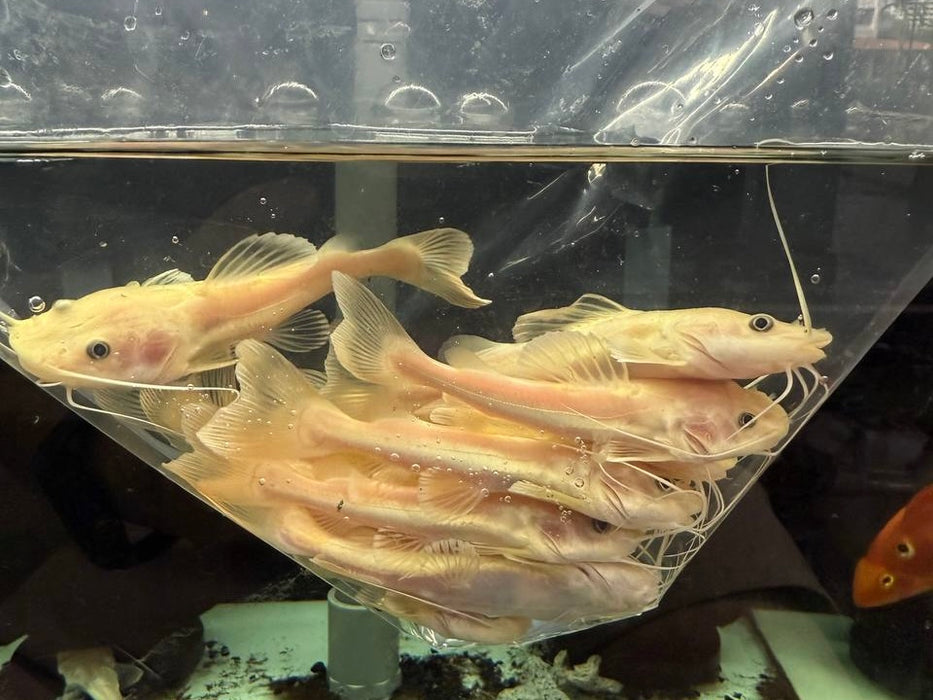 * Catfish *  Phractocephalus hemioliopterus "Amelanistic" (Phantom Red tail catfish) 8-10cm