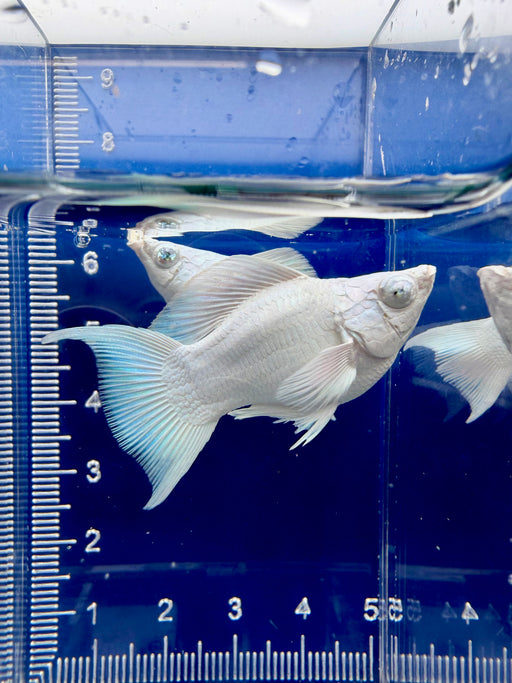 * Livebearers *  Platinum White (Diamond eye) Balloon Molly