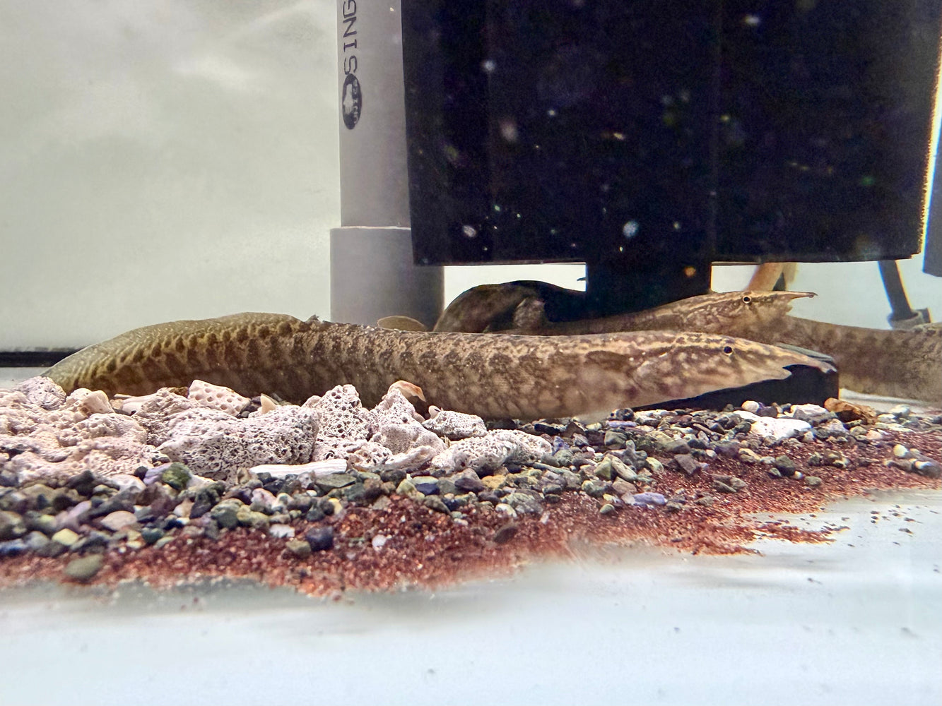 * Other Species * Macrognathus Circumcinctus (Half Banded Spiny Eel)